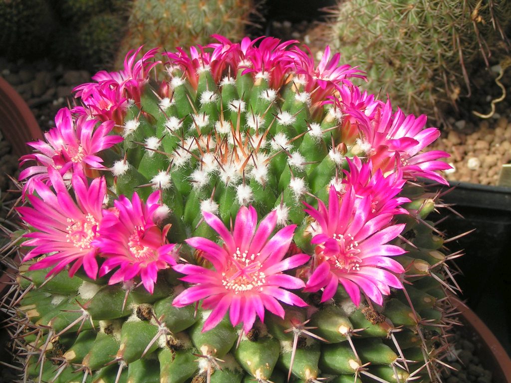 Mammillaria magnimamma